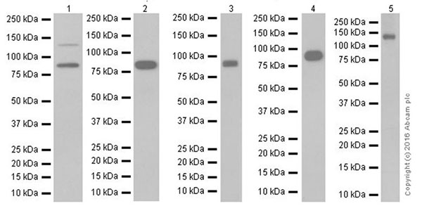 Western blot - Anti-E Cadherin antibody [EPR16845-34] - BSA and Azide free (AB251536), expandable thumbnail
