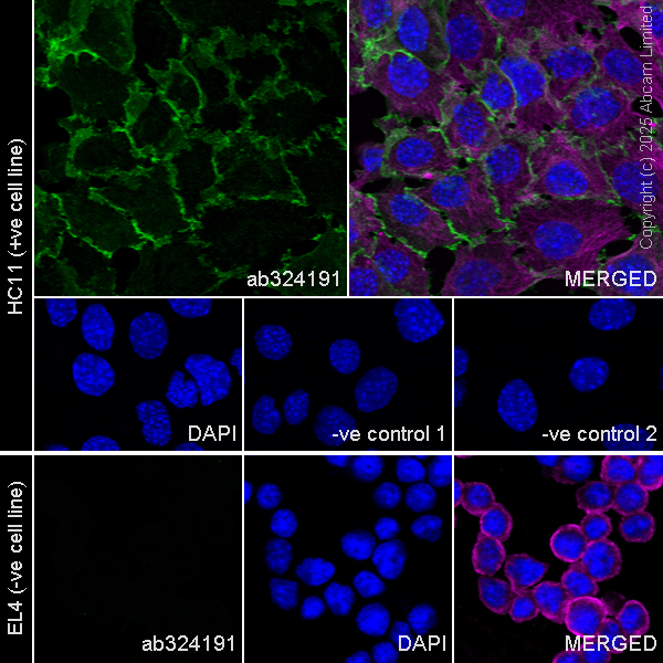 Immunocytochemistry/ Immunofluorescence - Anti-E Cadherin antibody [EPR30045-525] (AB324191), expandable thumbnail