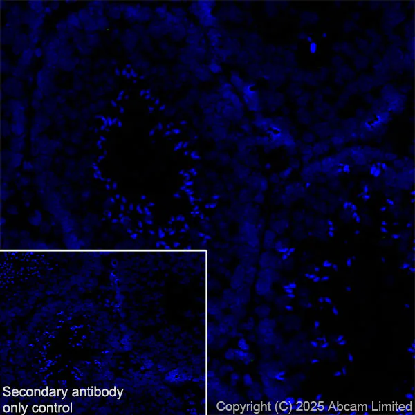 Immunohistochemistry (Frozen sections) - Anti-E Cadherin antibody [EPR30045-525] (AB324191)