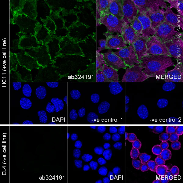 Immunocytochemistry/ Immunofluorescence - Anti-E Cadherin antibody [EPR30045-525] - BSA and Azide free (AB324198)