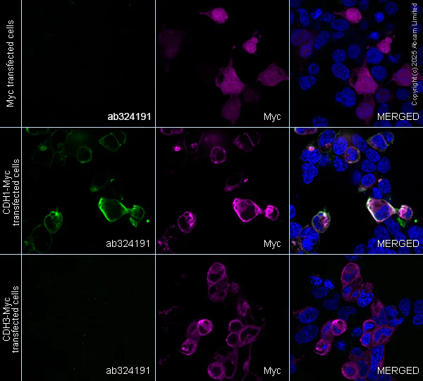 Immunocytochemistry/ Immunofluorescence - Anti-E Cadherin antibody [EPR30045-525] - BSA and Azide free (AB324198)