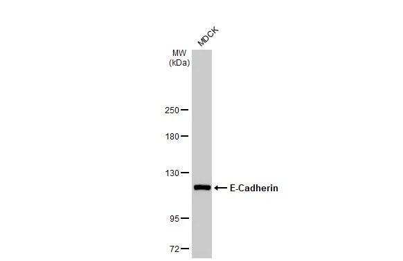 Western blot - Anti-E Cadherin antibody [HL1229] (AB308347), expandable thumbnail