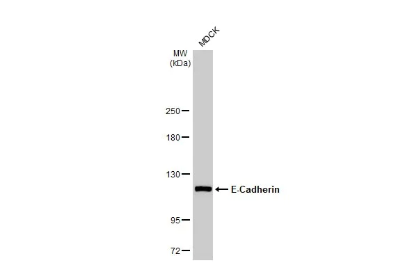 Western blot - Anti-E Cadherin antibody [HL1229] (AB308347)