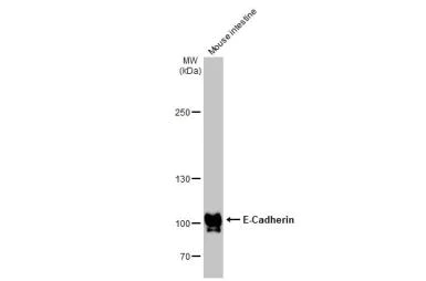 Western blot - Anti-E Cadherin antibody [HL1229] (AB308347)