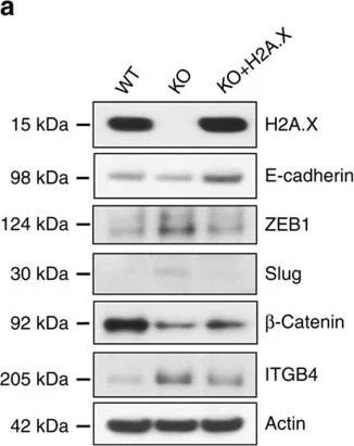 Western blot - Anti-E Cadherin antibody [M168] - C-terminal (AB76055)
