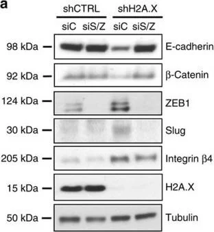 Western blot - Anti-E Cadherin antibody [M168] - C-terminal (AB76055)