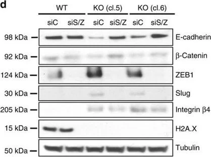 Western blot - Anti-E Cadherin antibody [M168] - C-terminal (AB76055)