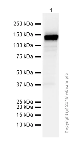 Western blot - Anti-E Cadherin (phospho S838 + S840) antibody [EP913(2)Y] - BSA and Azide free (AB239883)