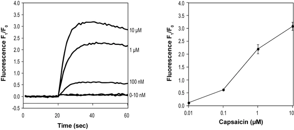 Functional Studies - (E)-Capsaicin, Vanilloid receptor agonist (AB141000)