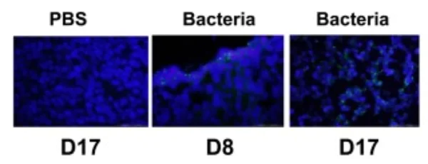 Immunocytochemistry/ Immunofluorescence - Anti-E. coli antibody (AB137967)