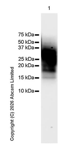 Western blot - Anti-E. coli antibody [EPR28234-47] (AB326069)
