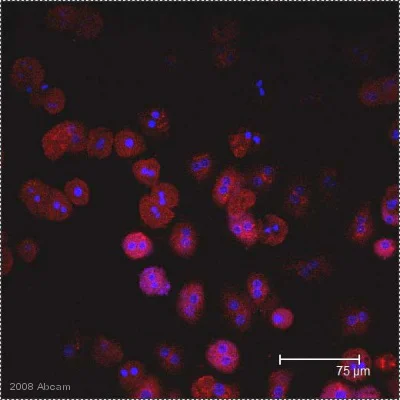 Immunocytochemistry/ Immunofluorescence - Anti-E. coli J5 LPS antibody [2D7/1] (AB35654)