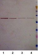Western blot - E. coli Positive Control (Escherichia coli ) Whole Cell Lysate (AB5395), expandable thumbnail