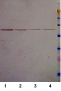 Western blot - E. coli Positive Control (Escherichia coli ) Whole Cell Lysate (AB5395)