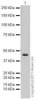 Western blot - E. coli Positive Control (Escherichia coli ) Whole Cell Lysate (AB5395), expandable thumbnail