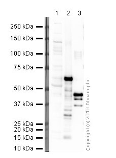 Western blot - E. coli Positive Control (Escherichia coli ) Whole Cell Lysate (AB5395), expandable thumbnail