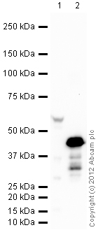 Western blot - E. coli Positive Control (Escherichia coli ) Whole Cell Lysate (ab5395), expandable thumbnail