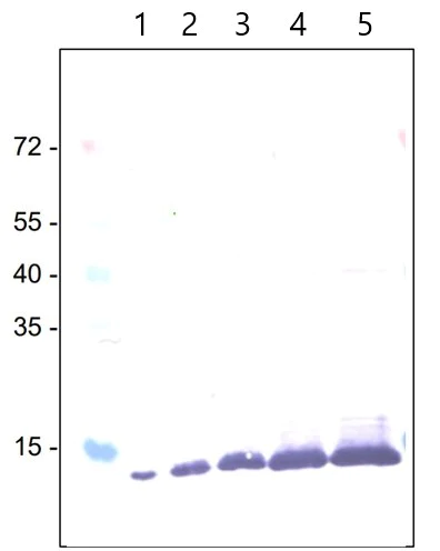 Western blot - E. coli Positive Control (Escherichia coli ) Whole Cell Lysate - expressing 6X His tag protein (AB2431)