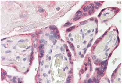 Immunohistochemistry (Formalin/PFA-fixed paraffin-embedded sections) - Anti-E-Syt1 antibody (AB189199)