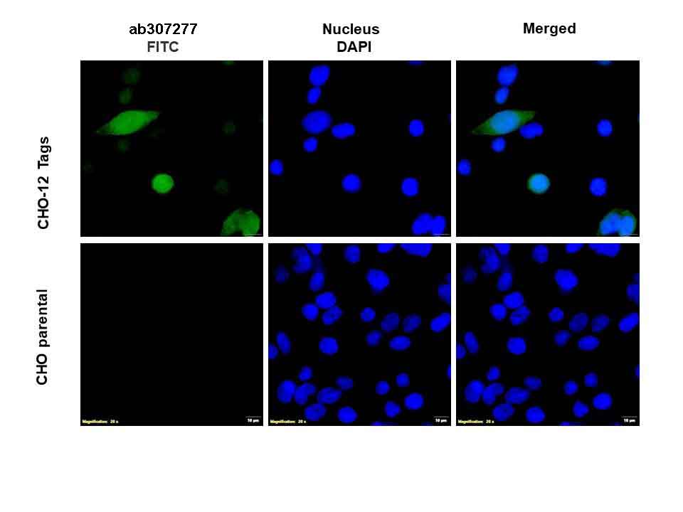 Immunocytochemistry/ Immunofluorescence - Anti-E-Tag antibody (AB307277), expandable thumbnail