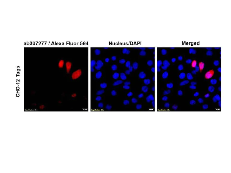 Immunocytochemistry/ Immunofluorescence - Anti-E-Tag antibody (AB307277)