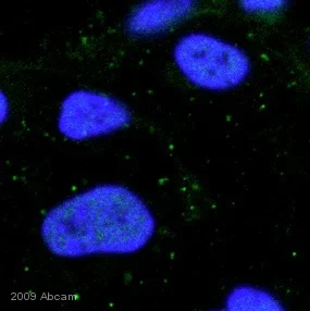 Immunocytochemistry - Anti-E tag antibody (AB3397)