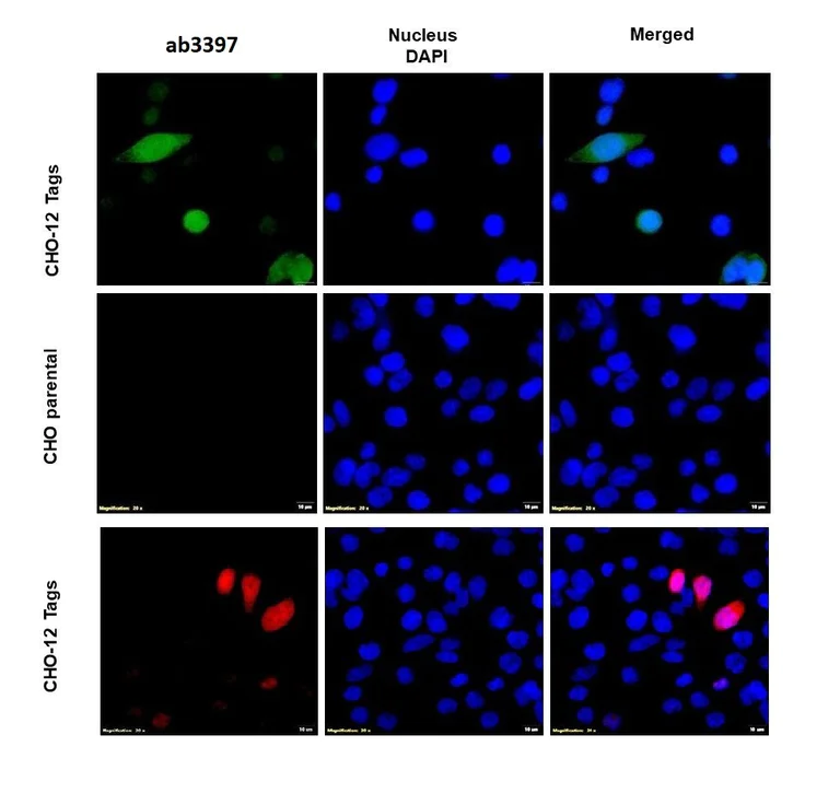 Immunocytochemistry/ Immunofluorescence - Anti-E tag antibody (AB3397)