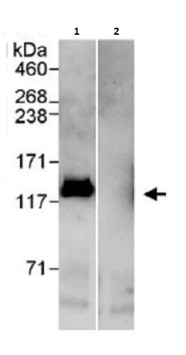 Immunoprecipitation - Anti-E1 Ubiquitin Activating Enzyme 1/UBA1 antibody (AB264179)