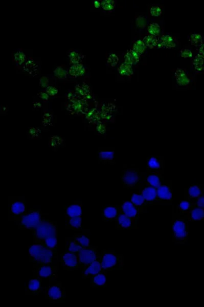 Immunocytochemistry/ Immunofluorescence - Anti-E1 Ubiquitin Activating Enzyme 1/UBA1 antibody [EPR14203(B)] (AB180125)