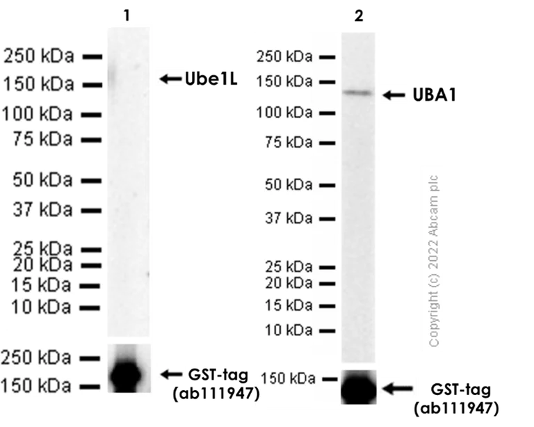 Western blot - Anti-E1 Ubiquitin Activating Enzyme 1/UBA1 antibody [EPR14203(B)] (AB180125)