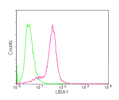 Flow Cytometry (Intracellular) - Anti-E1 Ubiquitin Activating Enzyme 1/UBA1 antibody [EPR14203(B)] - BSA and Azide free (AB250138), expandable thumbnail