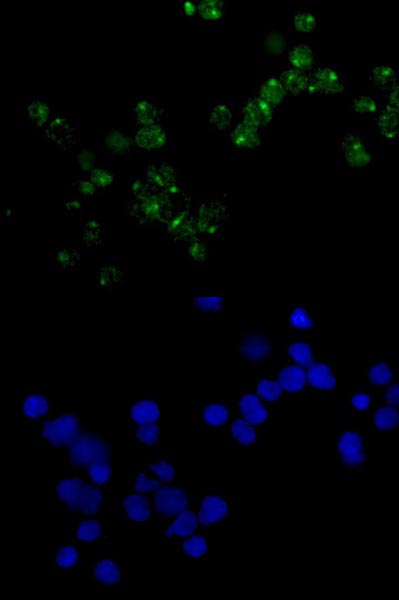 Immunocytochemistry/ Immunofluorescence - Anti-E1 Ubiquitin Activating Enzyme 1/UBA1 antibody [EPR14203(B)] - BSA and Azide free (AB250138), expandable thumbnail