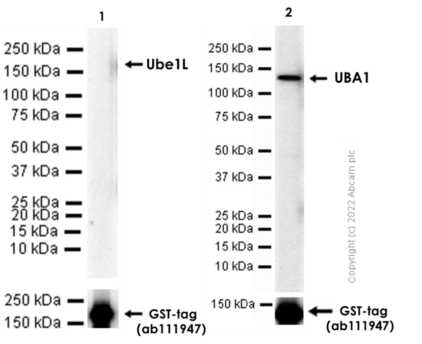 Western blot - Anti-E1 Ubiquitin Activating Enzyme 1/UBA1 antibody [EPR14204(B)] (AB181225), expandable thumbnail