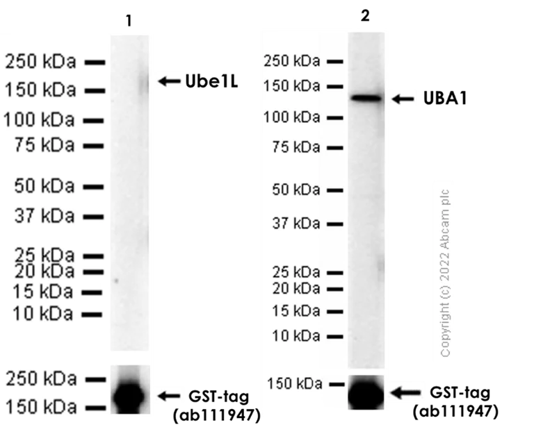 Western blot - Anti-E1 Ubiquitin Activating Enzyme 1/UBA1 antibody [EPR14204(B)] (AB181225)