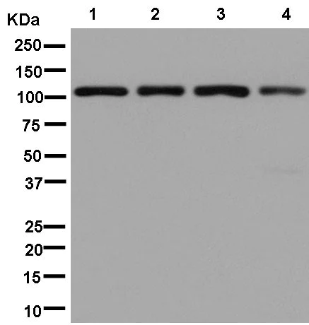 Western blot - Anti-E1 Ubiquitin Activating Enzyme 1/UBA1 antibody [EPR14204(B)] - BSA and Azide free (AB250441)