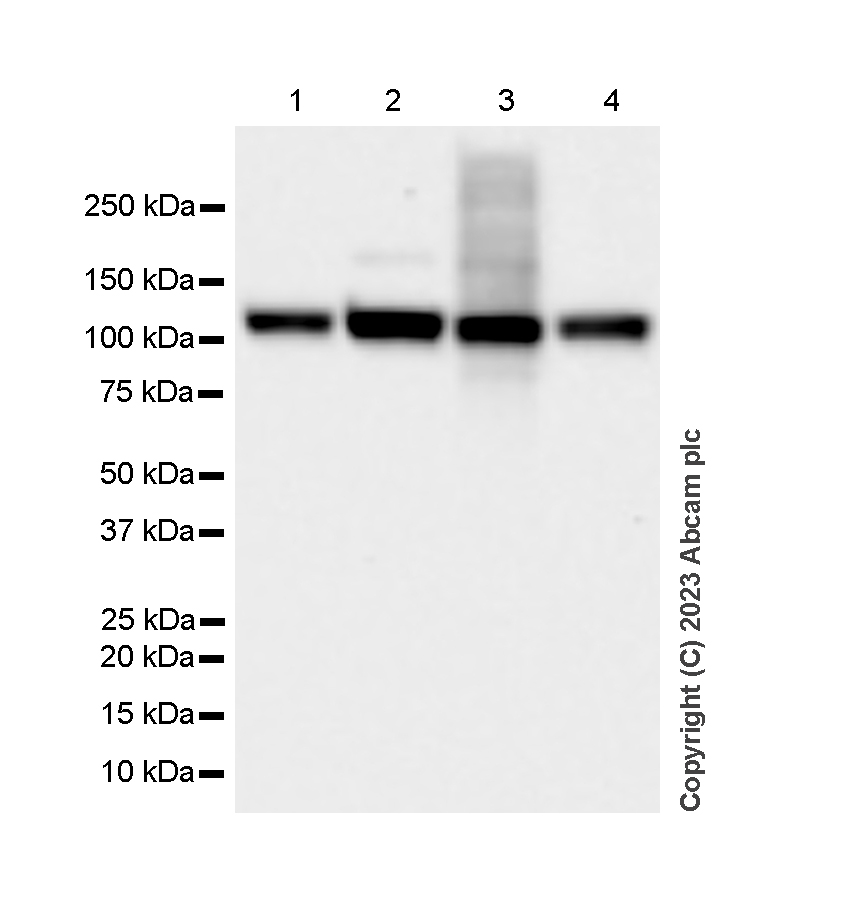 Western blot - Anti-E1 Ubiquitin Activating Enzyme 1/UBA1 antibody [EPR14204(B)] - BSA and Azide free (AB250441), expandable thumbnail