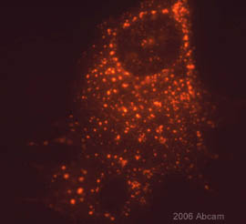 Immunocytochemistry/ Immunofluorescence - Anti-E2 tag antibody [5E11] (AB977)