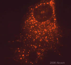 Immunocytochemistry/ Immunofluorescence - Anti-E2 tag antibody [5E11] (AB977)