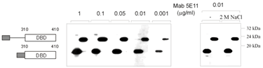 Western blot - Anti-E2 tag antibody [5E11] (AB977)