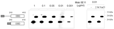 Western blot - Anti-E2 tag antibody [5E11] (AB977)