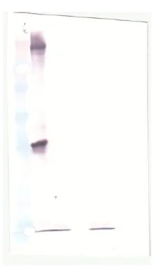 Western blot - E2-Ubiquitin Conjugation Kit (AB139472)