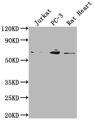 Western blot - Anti-E2F1 antibody [1D12] (AB288369)