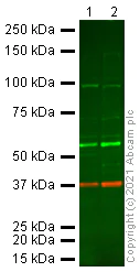 Western blot - Anti-E2F1 antibody (AB112580)
