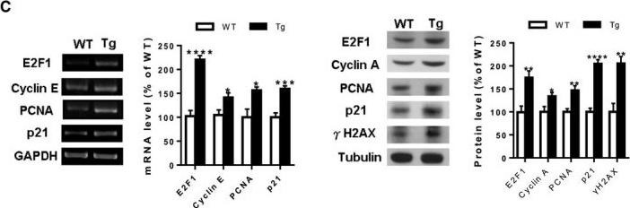 Western blot - Anti-E2F1 antibody (AB137415), expandable thumbnail