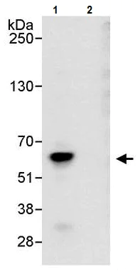 Immunoprecipitation - Anti-E2F1 antibody (AB245308)