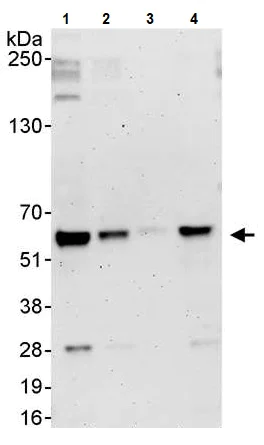 Western blot - Anti-E2F1 antibody (AB245308)