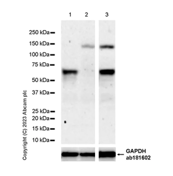 Western blot - Anti-E2F1 antibody [EPR26698-49] (AB314311)
