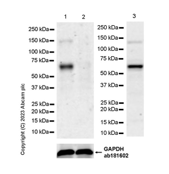 Western blot - Anti-E2F1 antibody [EPR26698-49] (AB314311), expandable thumbnail