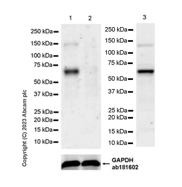 Western blot - Anti-E2F1 antibody [EPR26698-49] (AB314311)