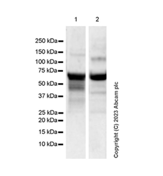 Western blot - Anti-E2F1 antibody [EPR26698-49] (AB314311), expandable thumbnail